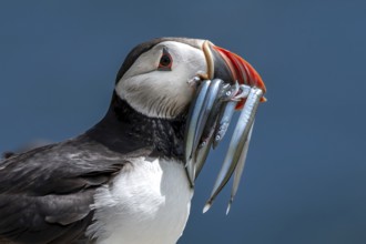 Seabird Species Atlantic Puffin (Fratercula arctica) With Sandeels On The Isle Of May In The Firth