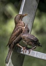Young Eurasian Blackbird (Turdus Merula) Fledgling Sits On Ladder and Gets Fed With Insect By Its