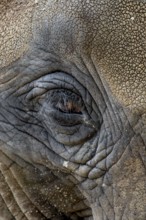 Head Of An Old African Elephant With Wrinkled Skin, Captive In Zoo Schönbrunn In Vienna, Austria