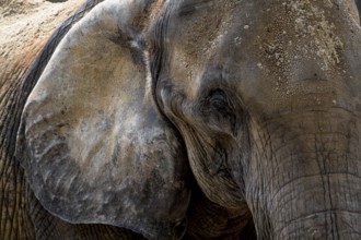 Head Of An Old African Elephant With Wrinkled Skin, Captive In Zoo Schönbrunn In Vienna, Austria