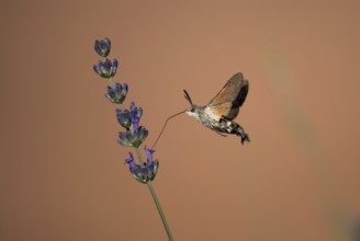 Hummingbird Hawk Moth Butterfly (Macroglossum stellatarum) Drinking Nectar From Flower During