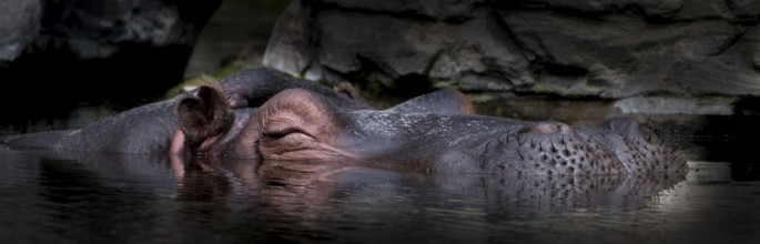 Sleepy Hippo Relaxes Submerged In Calm Water, Captive In Zoo Schönbrunn In Vienna, Austria