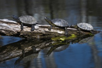 Group Of European Pond Terrapin Water Turtles (Emys Orbicularis) Sunbathing On A Tree In The Danube