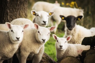 Cute sheeps family in Ireland countryside farm