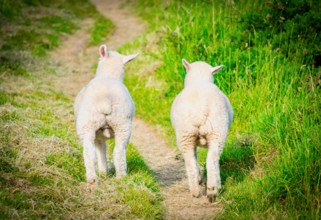 Two lovely funny sheeps walking down the path together. Posture from the back. Friendship concept.