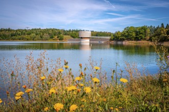 Blooming flowers on the lakeshore with a view of a tower with dam wall and forest in the