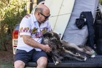 A man with a dog and surfboards sitting on the back of a truck