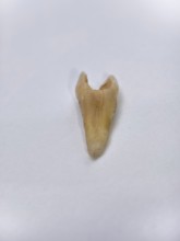 Pulled out, cracked and damaged tooth, second premolar on a white background, Karaganda, Kazakhstan