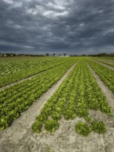 Field With Green Salad Plants In Agricultural Area Near Vienna In Austria