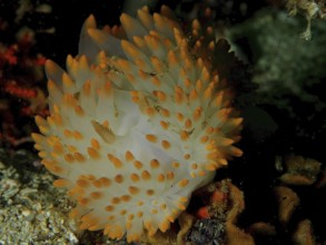 White nudibranch with orange tips, gas flame nudibranch (Bonisa nakaza) under water. Dive site