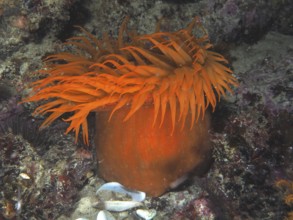 Orange sea anemone with long tentacles, false plum anemone (Pseudactinia varia), on the seabed.