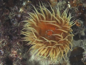 Large sea anemone in different colours, false plum anemone (Pseudactinia varia), under water. Dive