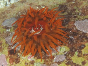 Bright orange sea anemone, false plum anemone (Pseudactinia varia), on the seabed. Dive site False