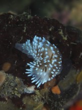 Glowing blue nudibranch, gas flame nudibranch (Bonisa nakaza), on a substrate in the sea