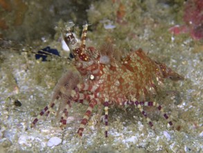 Red-green patterned common marbled shrimp (Saron marmoratus) crawling on a sandy substrate. Dive