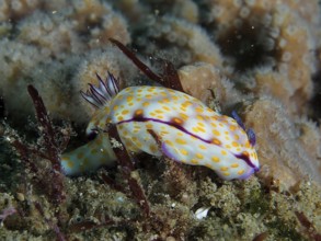White nudibranch with yellow dots, magnificent star snail (Hypselodoris ghardaqana), resting on