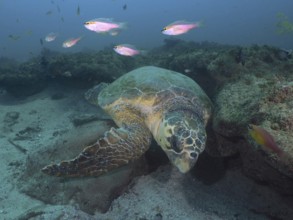 A large sea turtle, Loggerhead sea turtle (Caretta caretta), rests on a sandy seabed. Dive site