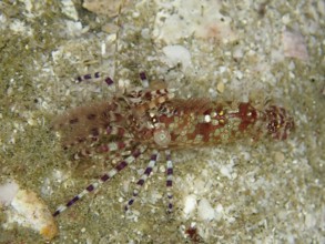 Common marble shrimp (Saron marmoratus) with a pattern in brown and green on a sandy substrate.