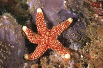 Bright red starfish with white markings, orange-spotted starfish (Ferdina sadhaensis), on coral