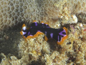 Yellow-black whirlpool worm (Pseudoceros) with colourful pattern on coral reef. Dive site Sodwana
