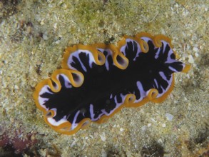 Yellow-black swirl worm (Pseudoceros) with wavy orange-black patterns on the seabed. Dive site