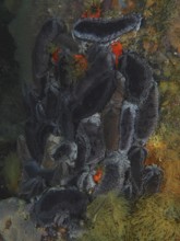 Cape Town sea cucumber (Hemiocnus insolens), sea cucumber, with rough texture. Dive site False Bay,