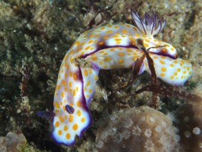 A colourful nudibranch with yellow dots and purple details, Hypselodoris ghardaqana, on a seabed.