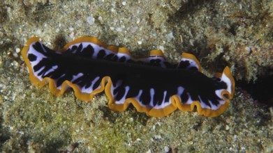Yellow-black whirlpool worm (Pseudoceros) with wavy edges on a sandy seabed, contrasting colours.