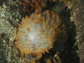 Nudibranch with white and orange dots, gas flame nudibranch (Bonisa nakaza), in an underwater