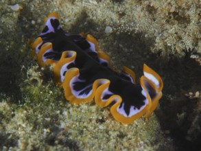 Yellow-black whirlpool worm (Pseudoceros) with orange-black patterns on the seabed. Dive site