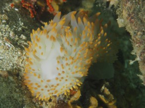Orange and white gas flame nudibranch (Bonisa nakaza) on a rocky substrate
