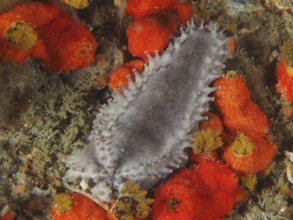Grey sea cucumber with spines, Cape Town sea cucumber (Hemiocnus insolens), between orange-coloured