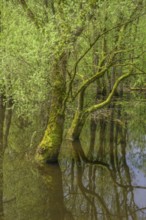 Submerged alluvial forest on an oxbow lake of the Sava, Cigoc, Sisak-Moslavina County, Croatia