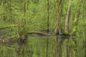 Submerged alluvial forest on an oxbow lake of the Sava, Cigoc, Sisak-Moslavina County, Croatia