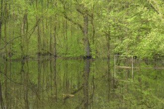 Submerged alluvial forest and a football goal on an oxbow lake of the Sava, Cigoc, Sisak-Moslavina