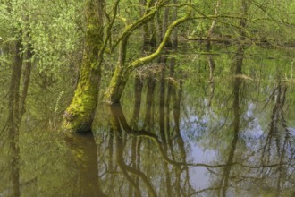 Submerged alluvial forest on an oxbow lake of the Sava, Cigoc, Sisak-Moslavina County, Croatia