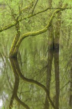 Submerged alluvial forest on an oxbow lake of the Sava, Cigoc, Sisak-Moslavina County, Croatia