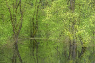 Submerged alluvial forest on an oxbow lake of the Sava, Cigoc, Sisak-Moslavina County, Croatia