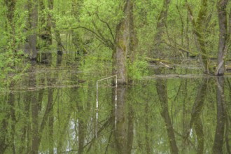 Football goal by a submerged alluvial forest on an oxbow lake of the Sava, Cigoc, Sisak-Moslavina