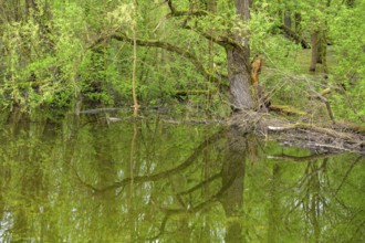 Submerged alluvial forest on an oxbow lake of the Sava, Cigoc, Sisak-Moslavina County, Croatia