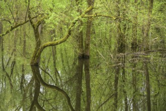 Submerged alluvial forest on an oxbow lake of the Sava, Cigoc, Sisak-Moslavina County, Croatia