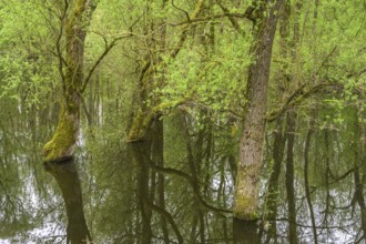 Submerged alluvial forest on an oxbow lake of the Sava, Cigoc, Sisak-Moslavina County, Croatia