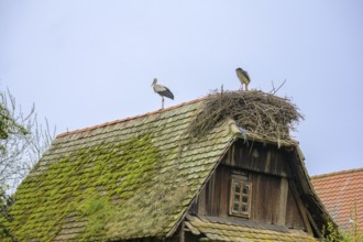 Stork on a nest on the roof of an old wooden house, Cigoc, Sisak-Moslavina County, Croatia