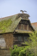 Stork on a nest on the roof of an old wooden house, Cigoc, Sisak-Moslavina County, Croatia