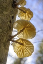 Tree mushroom against the light, Respiro degli Alberi hiking trail, Lavarone, Lanzino, Trentino,