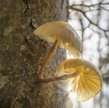 Tree mushroom against the light, Respiro degli Alberi hiking trail, Lavarone, Lanzino, Trentino,