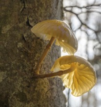 Tree mushroom against the light, Respiro degli Alberi hiking trail, Lavarone, Lanzino, Trentino,