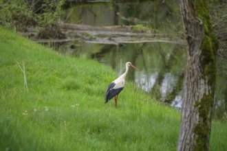 Stork foraging on an oxbow lake of the Sava, Cigoc, Sisak-Moslavina County, Croatia