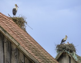 Stork on a nest lying on a tiled roof, Cigoc, Sisak-Moslavina County, Croatia