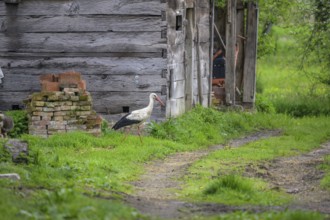 Stork foraging in front of a woodshed, Cigoc, Sisak-Moslavina County, Croatia